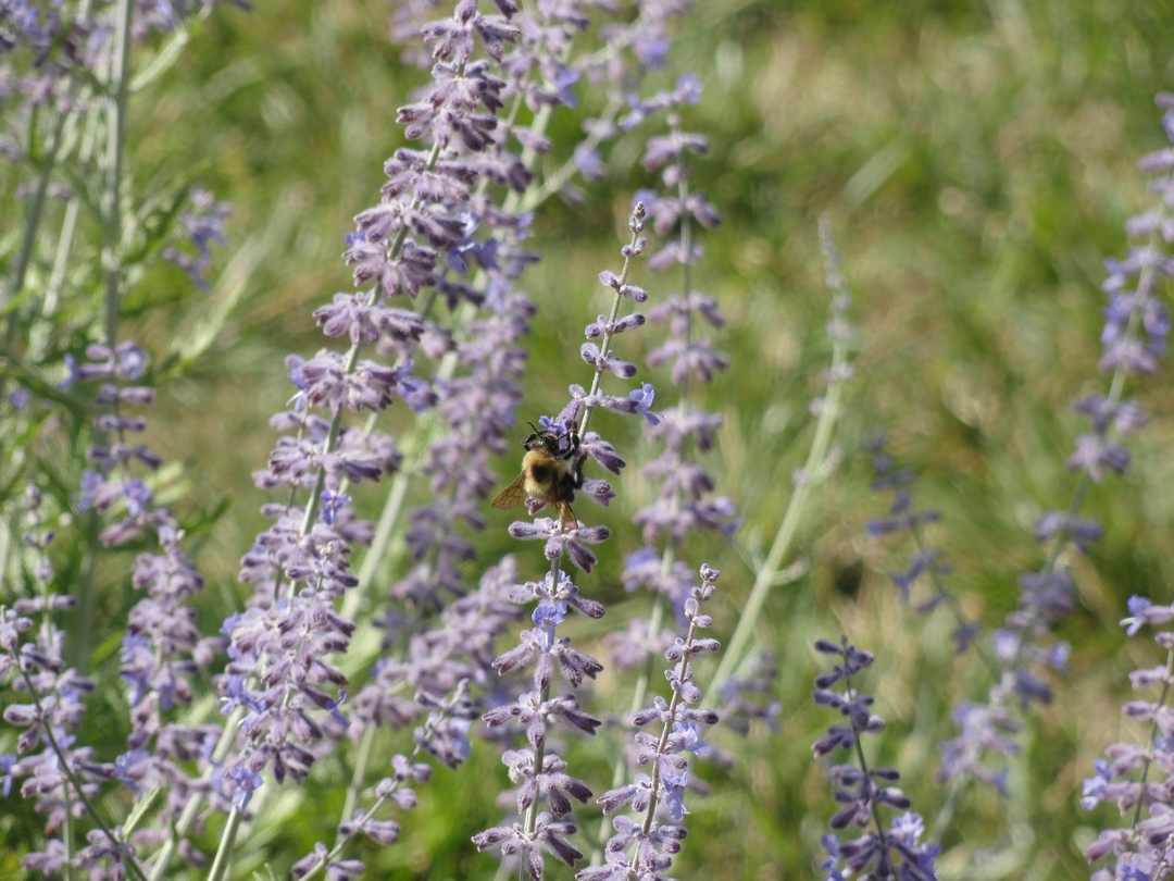 10 plants to attract (and feed) honeybees LifeGate